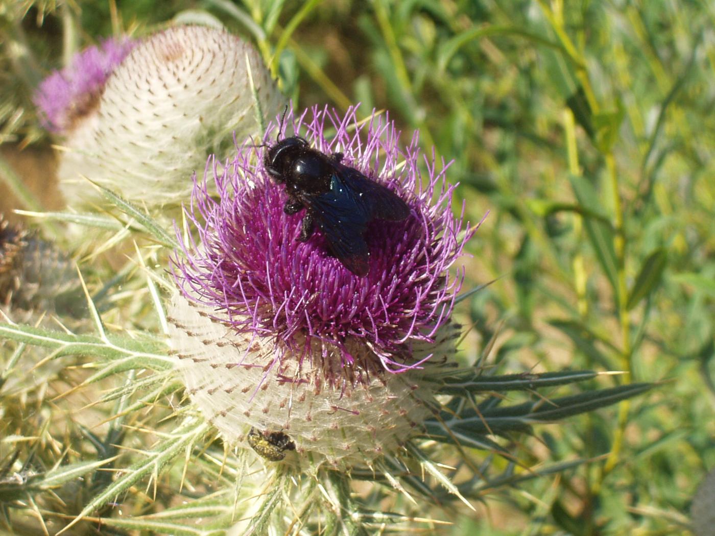 Thistle, Woolly flower